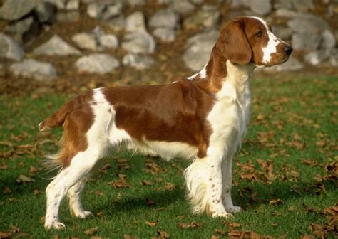 Welsh Springer Spaniel - SpockTheDog.com