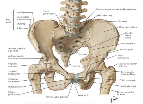 pelvis-anatomy-As-an-introduction-to-musculoskeletal-injuries-it-is ...