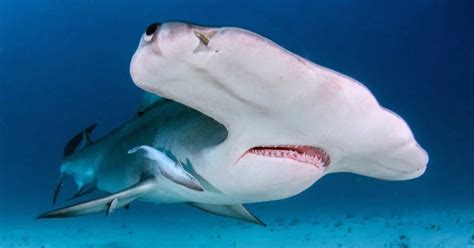 Hammerhead Shark Behavior - AnimalBehaviorCorner