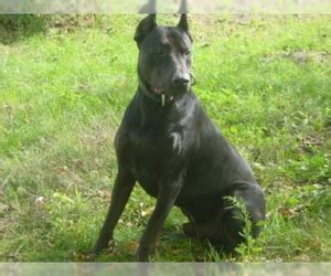 Canis Panther Breed Information and Pictures on PuppyFinder.com