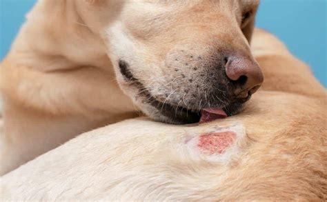 Dog Skin Infections: How To Spot The Signs & When To Seek Treatment