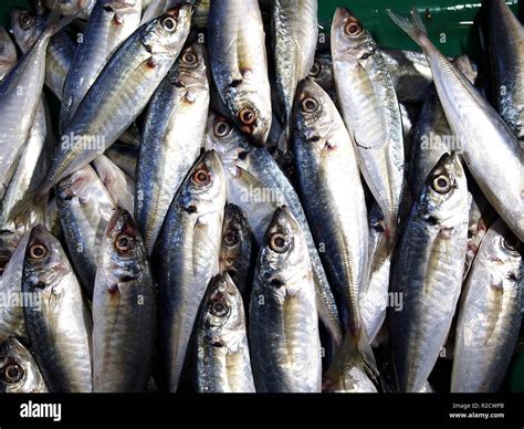 Galunggong hi-res stock photography and images - Alamy