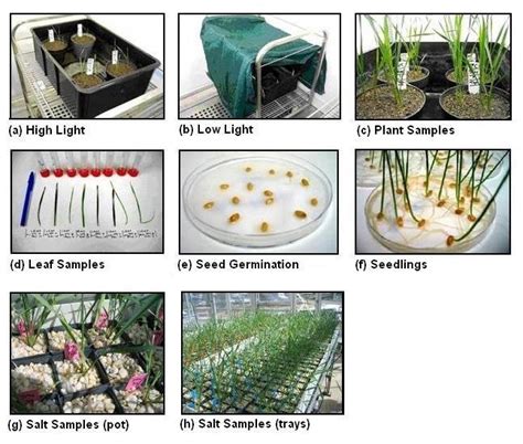 1: Plant growth conditions (a) High light conditions, (b) Low light ...