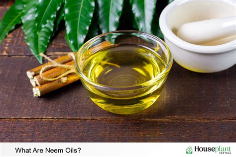 A Proper Guide On Using Neem Oil For Plants