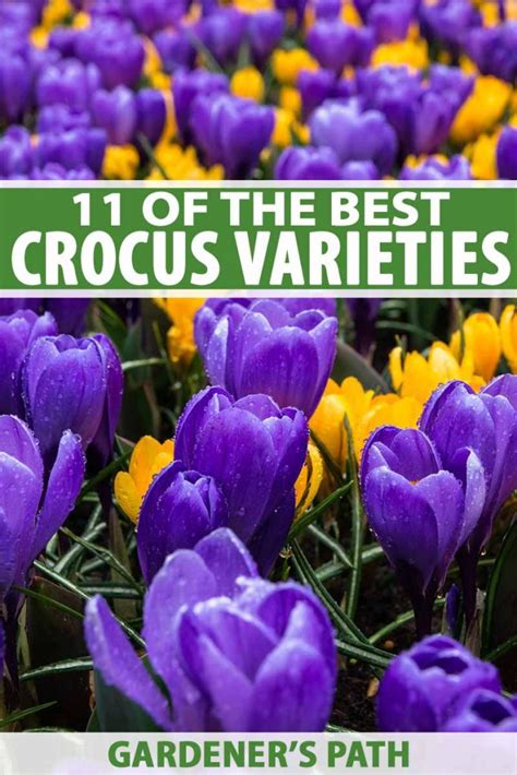 11 of the Best Crocus Varieties for Your Garden | Gardener’s Path