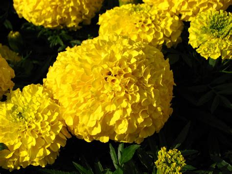 Mexican marigold (Tagetes erecta) | Feedipedia