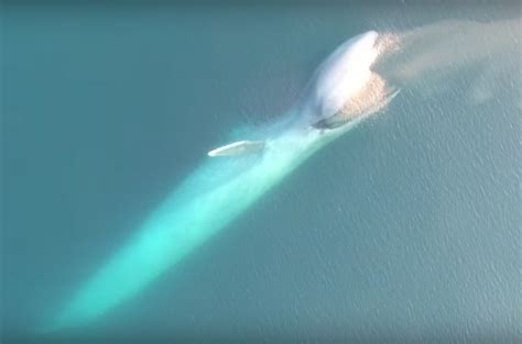 Rare Footage Of 200-Ton Blue Whales Feeding On Krill - Geekologie