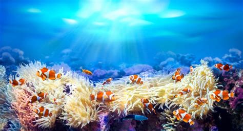 Clownfish Facts & Information Guide - American Oceans