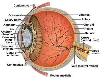 Anatomy Of The Eye Sclera - ANATOMY