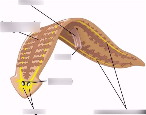 Turbellaria Anatomy (kingdom Animalia, phylum Platyhelminthes, class ...