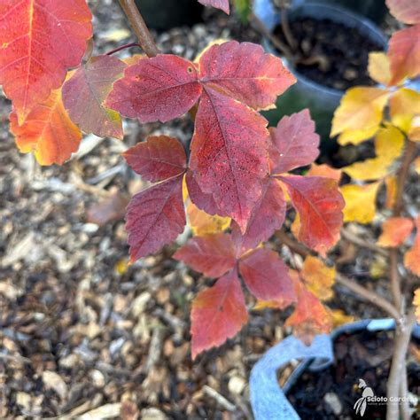 Rhus aromatica #3 (Fragrant Sumac) - Scioto Gardens Nursery