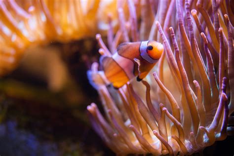 Clownfish Fun Facts - The Living Planet Aquarium