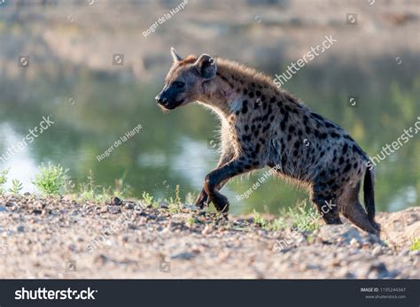 Spotted Hyena Laughing Hyena Crocuta Crocuta Stock Photo 1195244347 ...