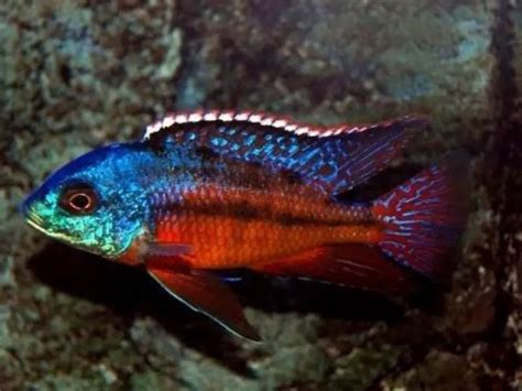 Red Empress Cichlid Care Guide & Species Profile | Fishkeeping World