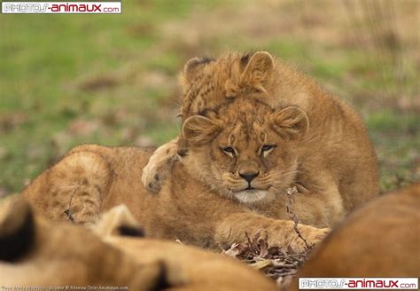 Pin by Mary Eberle on Lions | Lions, Best friends, Animals