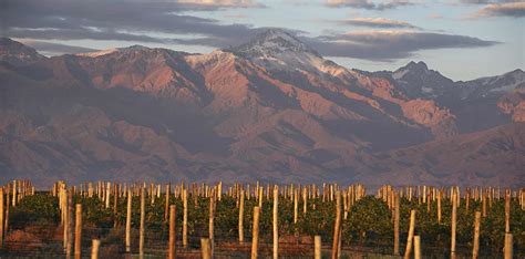 Mendoza Wine Tours - Ampora Wine Tours Mendoza