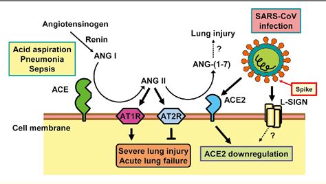 Angiotensin-Converting Enzyme 2 ( ACE 2 ) in Disease Pathogenesis ...