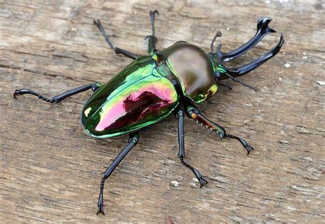 Stag Beetle Life Cycle