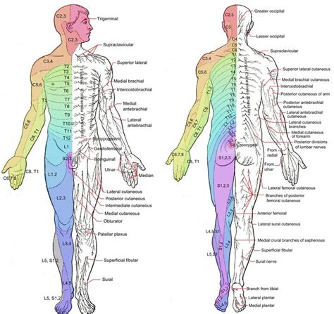 an image of the human body with labels on it and labeled in red, green ...