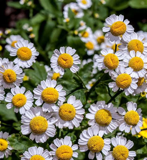 Pyrethrum 4" Pot - Hello Hello Plants