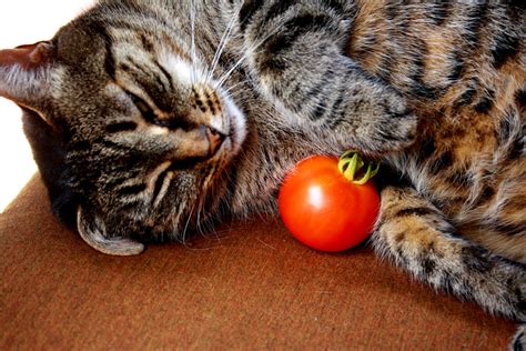 Tomato Cat by Reitanna-Seishin on DeviantArt