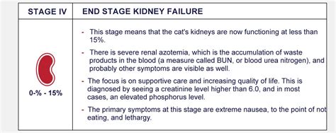 Stages Of Feline Chronic Kidney Disease - PetlifeCA