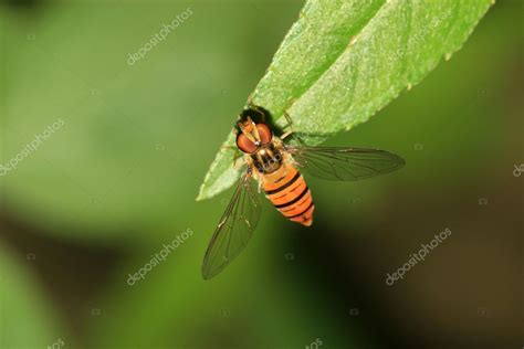 Syrphidae insects Stock Photo by ©lnzyx 11306184