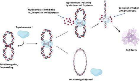 The mechanism of action of topoisomerase I inhibitors. Irinotecan ...