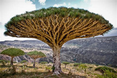 Dragon blood tree. Socotra, Yemen | Davide Comelli | Flickr