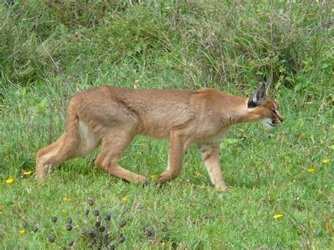 File:Caracal hunting in the serengeti.jpg - Wikipedia