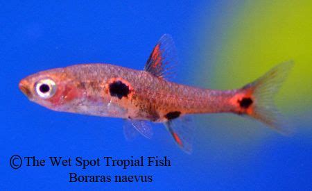 Rasboras | Strawberry Rasbora - Boraras naevus | Fish, Tropical fish ...