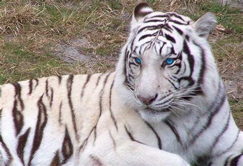 White Siberian Tiger With Blue Eyes