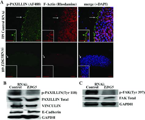 PAXILLIN cytoskeleton and focal adhesion are altered upon... | Download ...