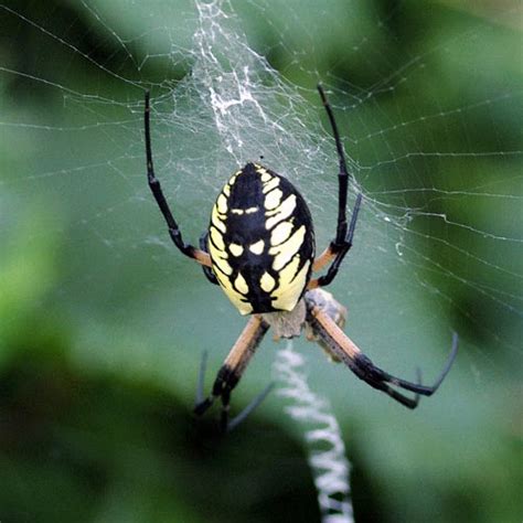 Common Garden Orb Weaver Spider Bite | Fasci Garden