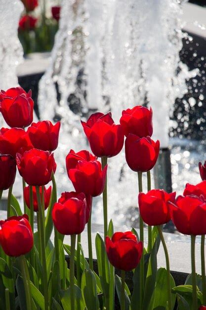 Premium Photo | Red color tulip flowers in the garden