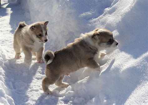 Winter Puppies Wallpapers - Wallpaper Cave