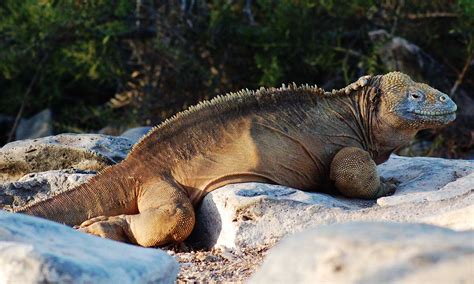 Galapagos Land Iguana - Facts, Where to see them, Behaviour & More