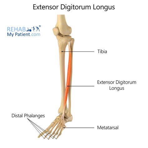 Extensor Hallucis Longus Model