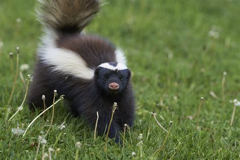 Rabid Skunk Attacks Toddler in Massachusetts, Mother Kicks It to Get It ...