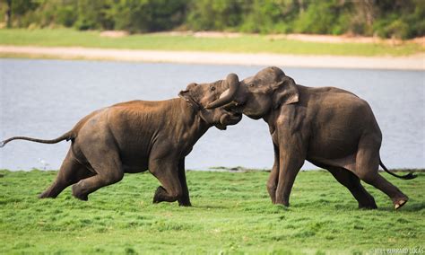 Fighting Elephants | Will Burrard-Lucas