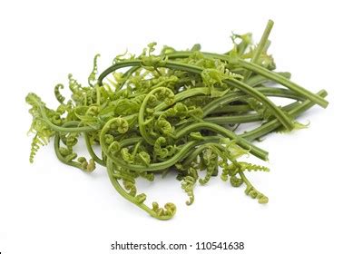 Edible Bracken Pucuk Paku Popular Edible Stock Photo 110541638 ...