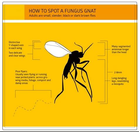 Fungus Gnats: Identification and How to get Rid of Them? - AAAKSC