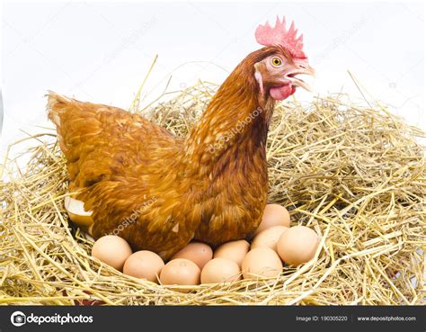 Full Body Brown Chicken Hen Eggs Isolated White Background Stock Photo ...