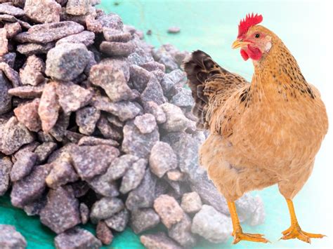 Your Guide to Chicken Grit | Why, When, and How to Feed It - Audrey's ...