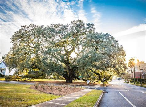 Guide to Thomasville, Georgia | ExploreGeorgia.org