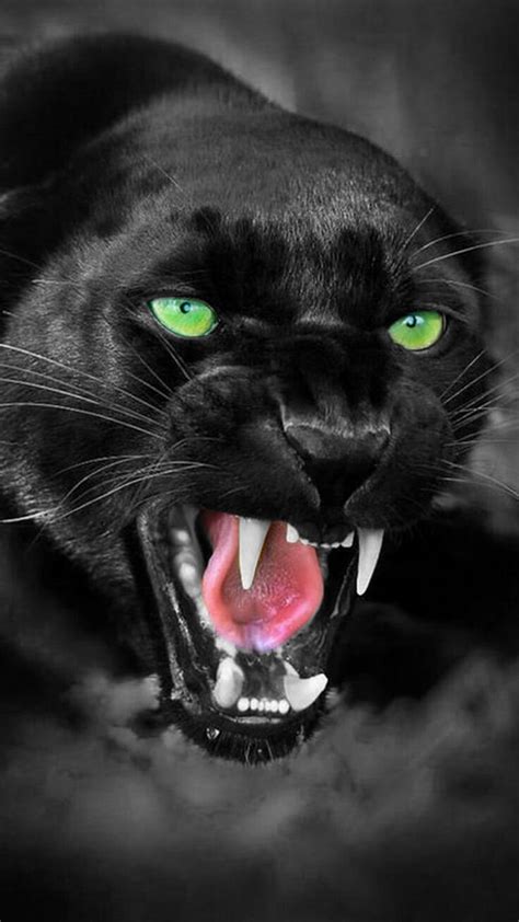 Black Panther Animal Wallpaper