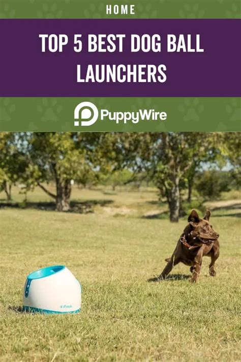 Best Dog Ball Launcher Reviews: Top 5 Automatic & Manual