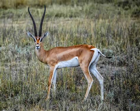 Cannundrums: Grant's Gazelle