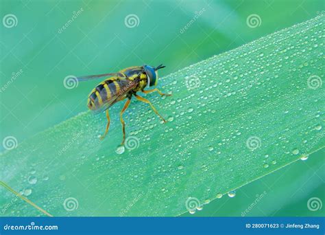 Syrphidae stock image. Image of animal, dipterans, natural - 280071623