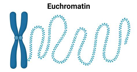 Euchromatin- Definition, Structure, Functions, Regulation